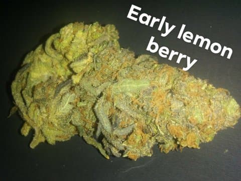 Early Lemon Berry Cannabis Bud